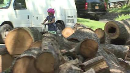 Town turning Into stumptown, due to companies dumping trees into the street