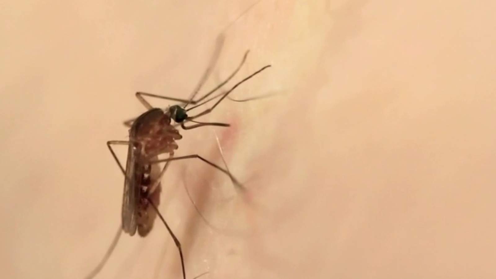 Ask 2: Are Harris and Fort Bend counties spraying for mosquitoes?