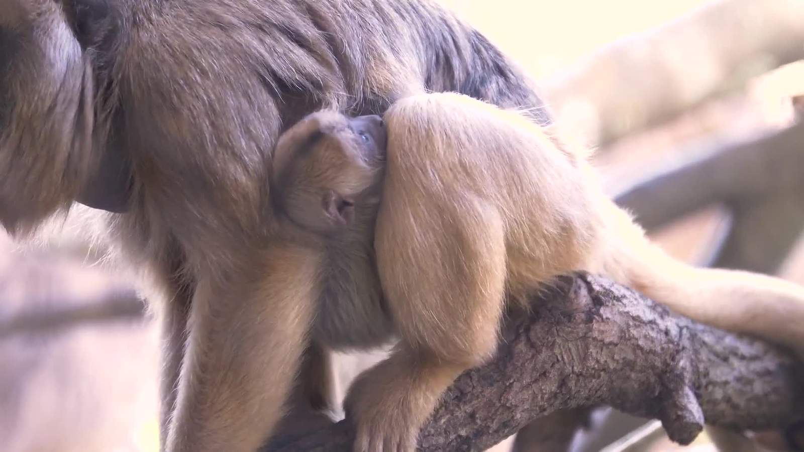 PHOTOS: Stop what you are doing and look at the Houston Zoo’s newest, adorable addition