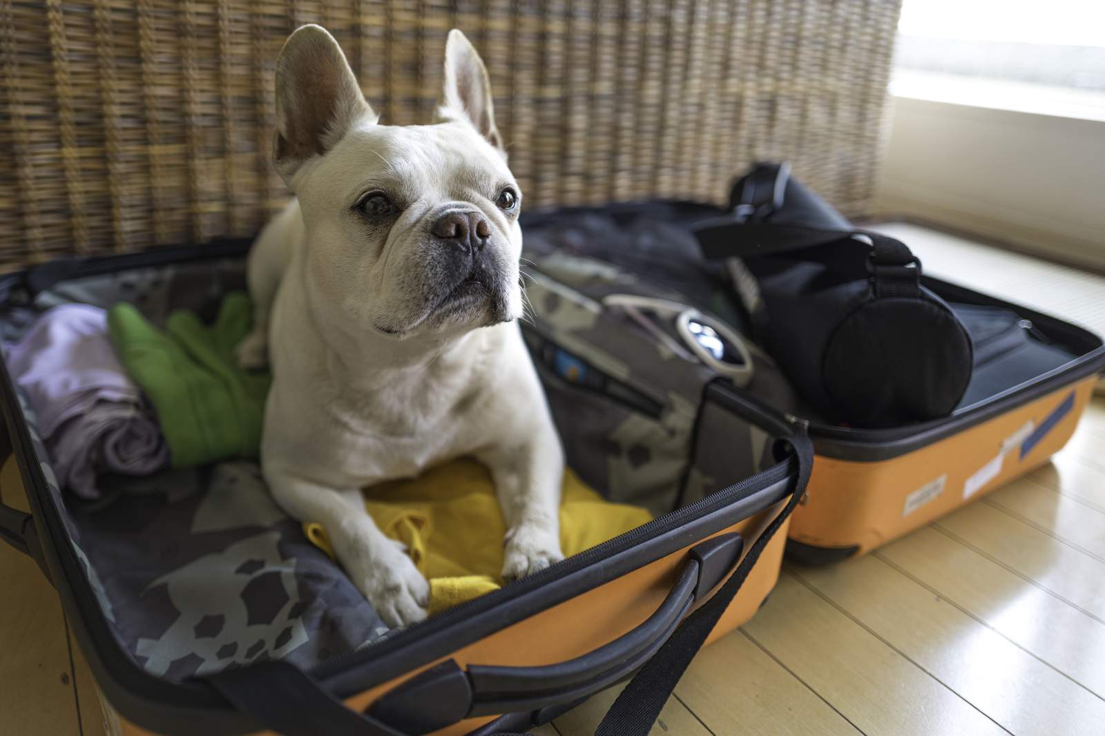Traveling? Here are 7 kennels around Houston that locals trust