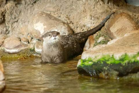 Meet Athena, the Houston Zoo’s otterly adorable new resident