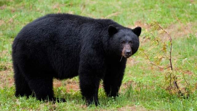 Black bear sightings in Texas remain rare