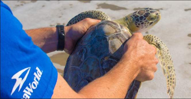 13 green turtles safely rescued by SeaWorld San Antonio from ‘cold-stunned’ waters