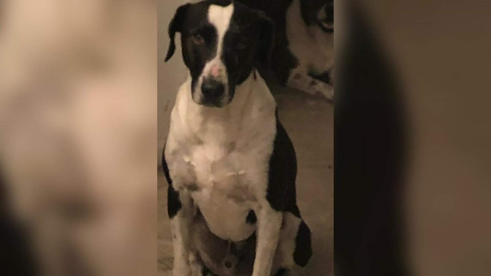 Crosby woman says pack of wild dogs mauled her pet to death
