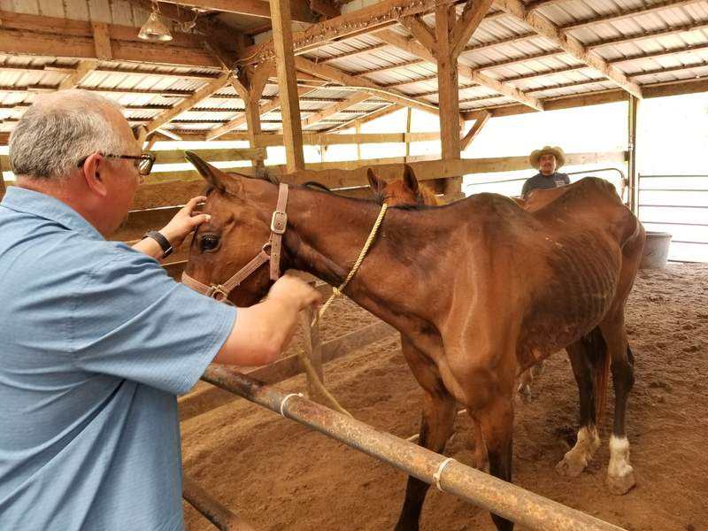 PHOTOS: 18 emaciated, neglected horses rescued from abandoned property in Brazoria County