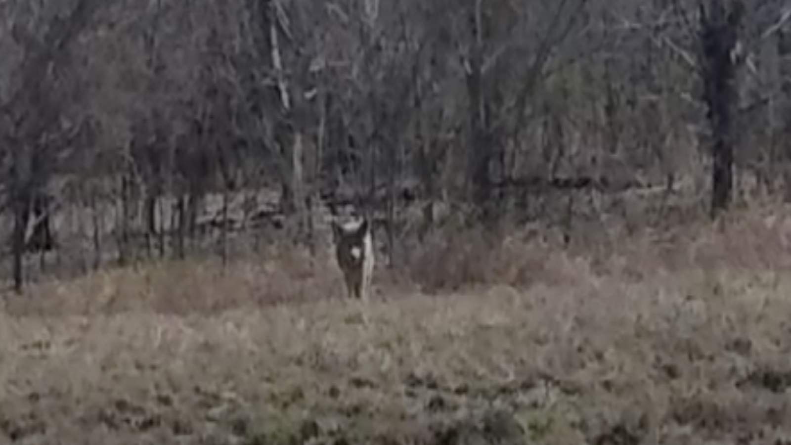 Residents spot coyotes in Houston-area neighborhood