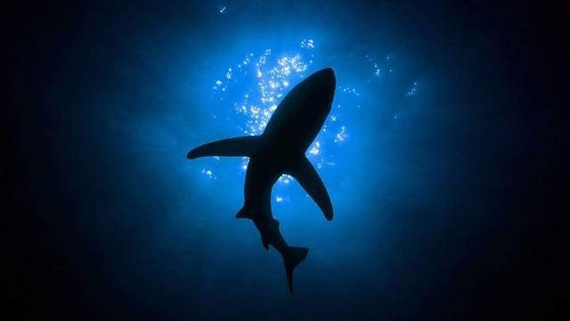 Do Sharks Run from Hurricanes?