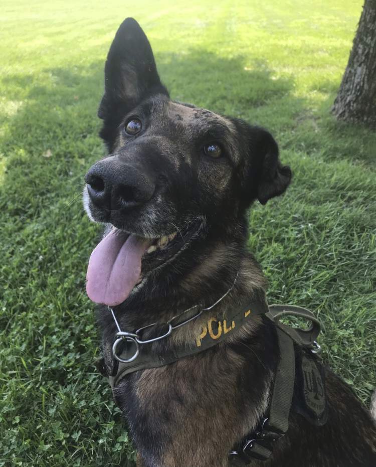 US Forest Service police dog survives second stabbing attack