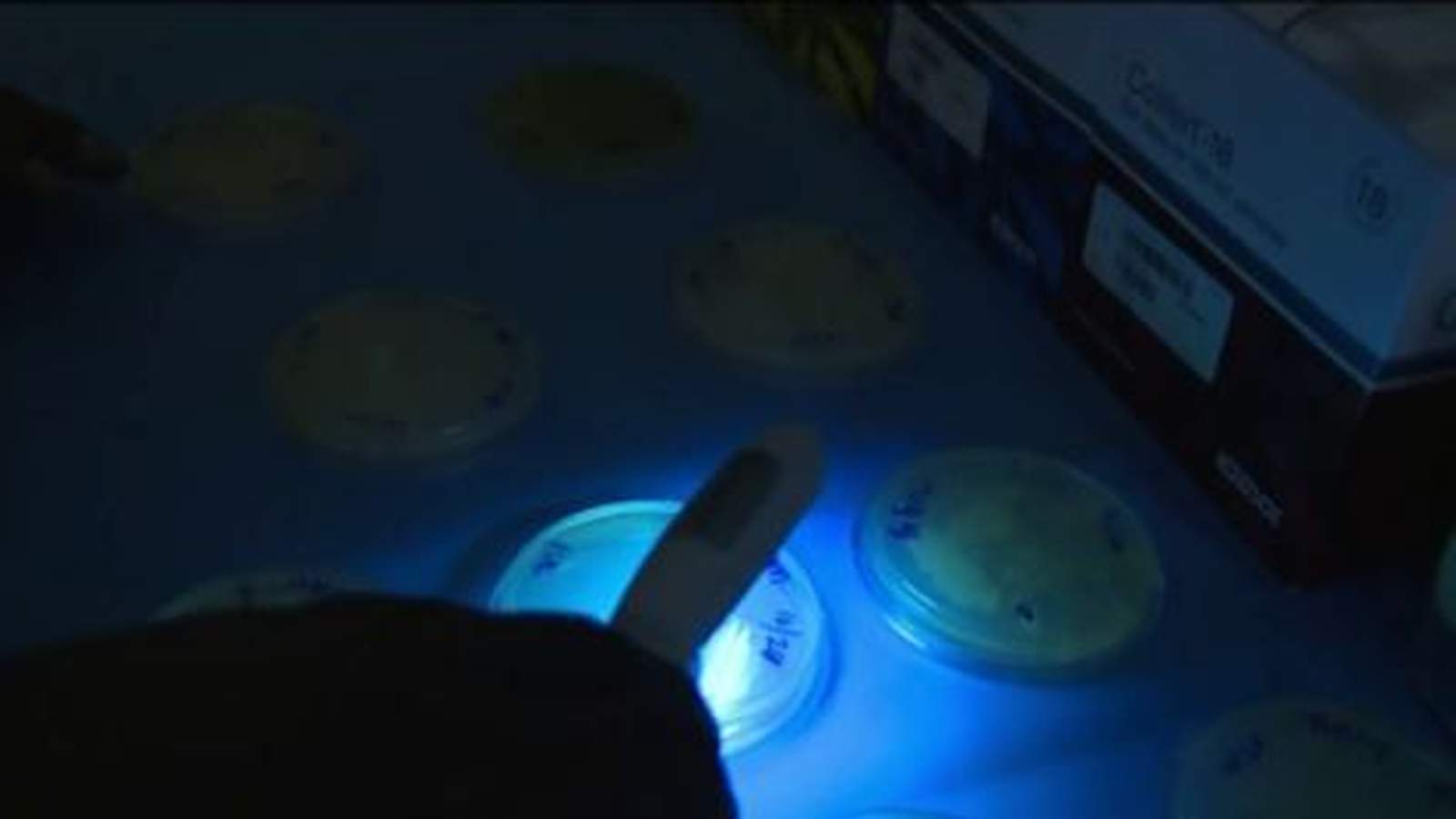 Do personal UV disinfectant lights really kill harmful bacteria?