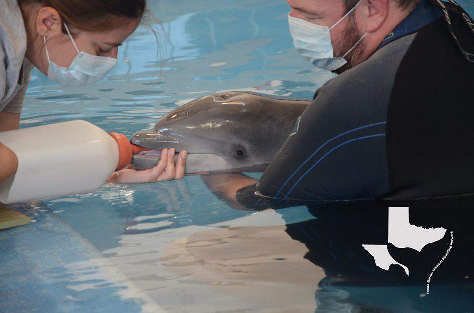 Meet Trooper, a baby dolphin being nursed back to health in Galveston