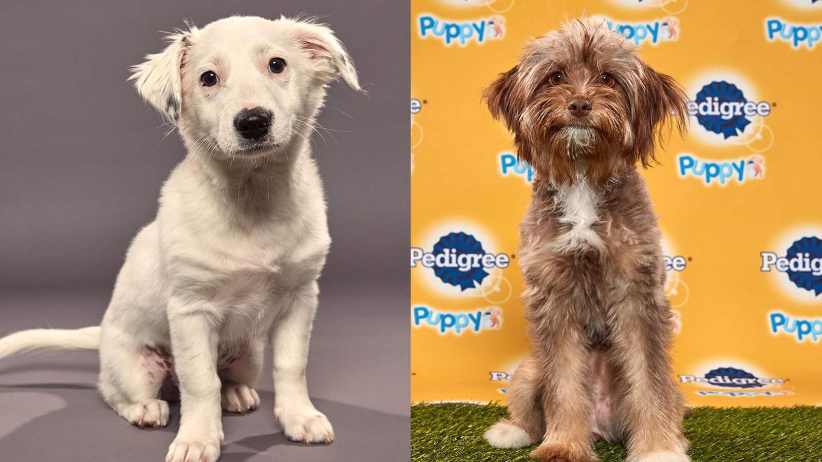 Meet Pearl and Strudel, Houston rescue pups set to compete in Puppy Bowl XVI