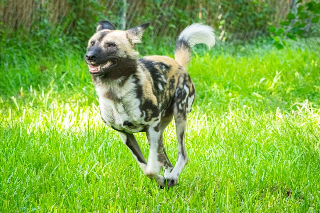 They are back! 4 African painted dogs make their return to the Houston Zoo