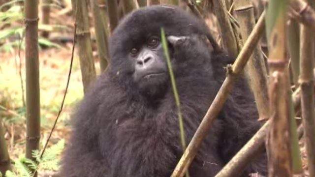 'Saving Gorillas: From Houston to Rwanda' special on KPRC 2