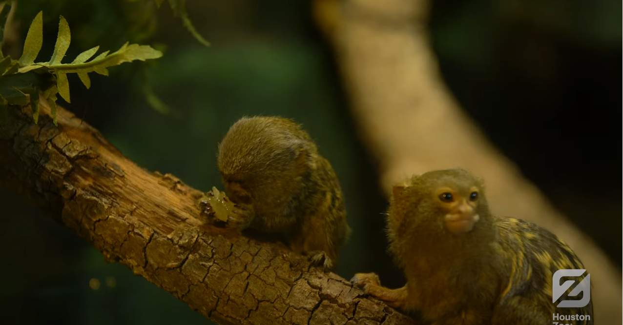 ADORABLE TWINS: Baby pygmy marmosets make their debut at the Houston Zoo