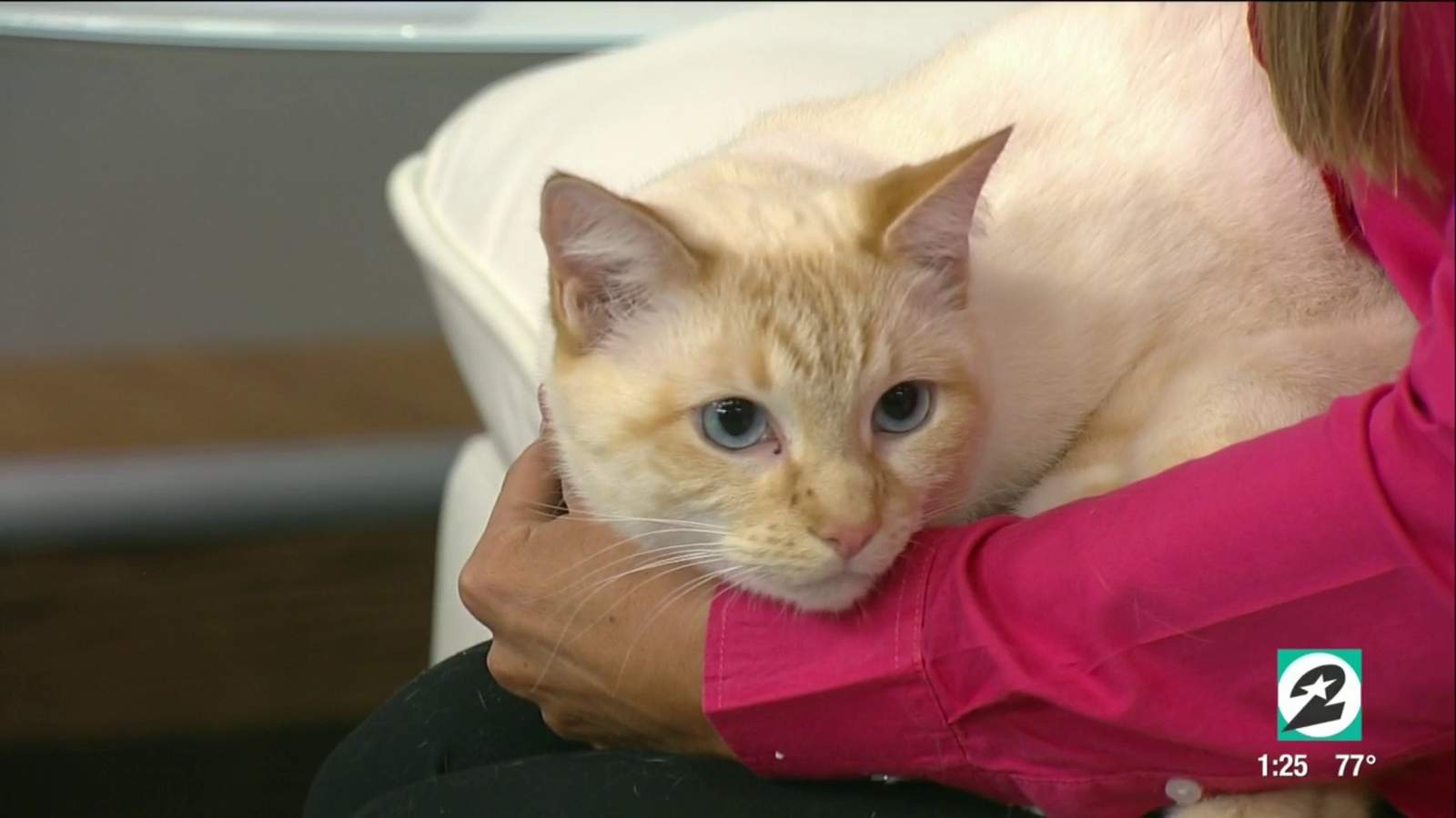 Cypress veterinarian debunks 6 myths about cats