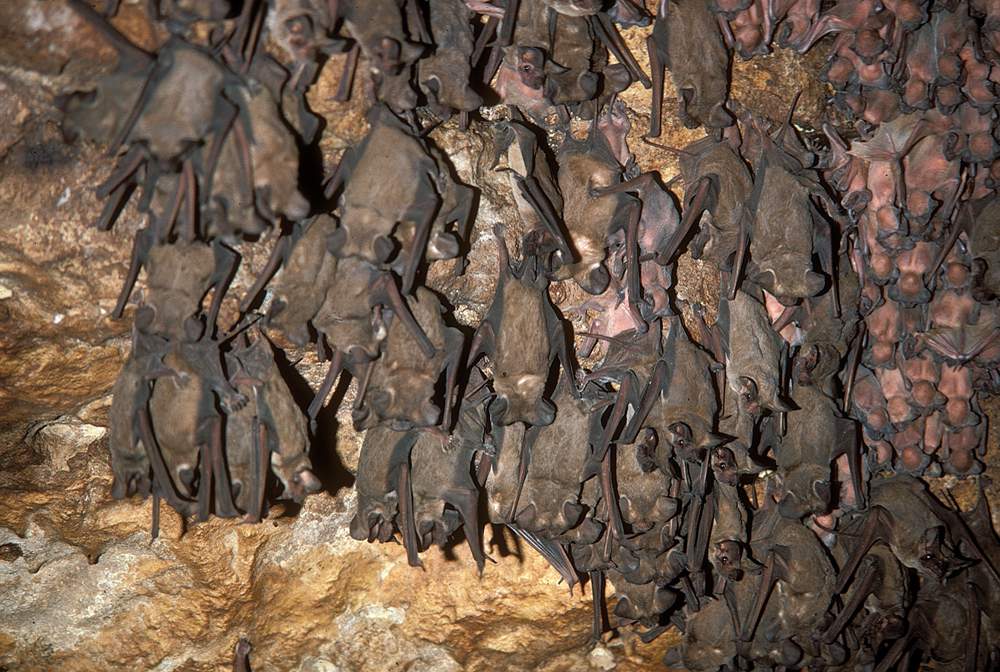 Have you seen any distressed or dead bats lately? Here’s why Texas officials want to know