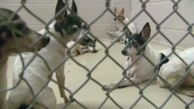 18 dogs dropped off at Harris County shelter, 20 more expected