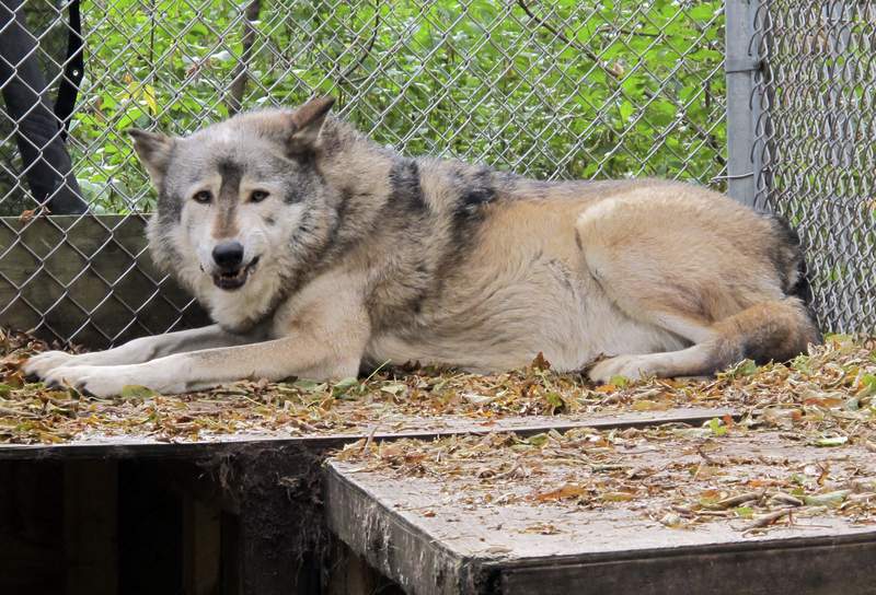 Wildlife groups sue to stop Wisconsin wolf hunt
