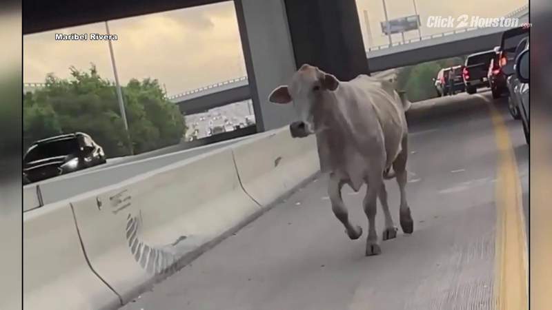 ‘I’m so sorry:’ Pet cow wrangled, returned after escaping onto Houston freeway