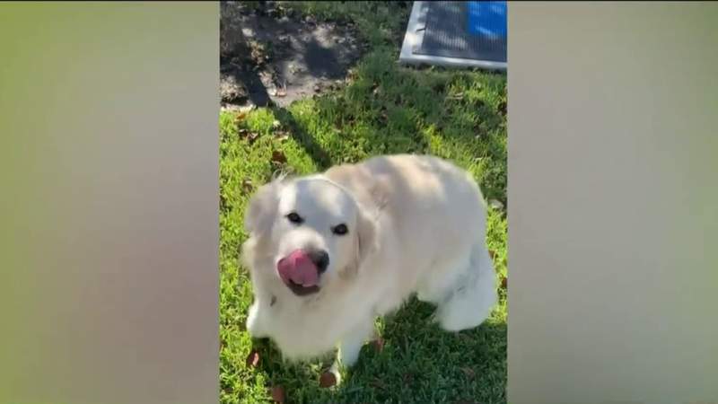 Family devastated after beloved dog dies at boarding facility in Katy