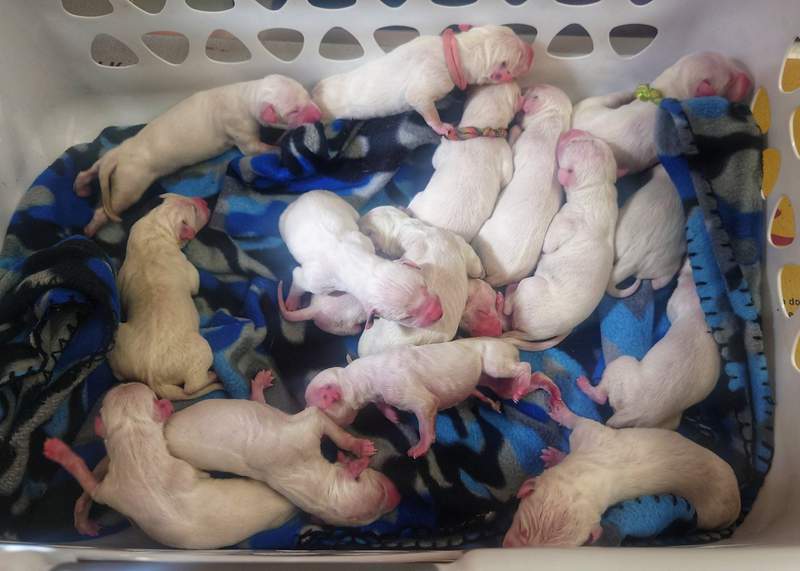 ‘Lots of 101 Dalmatian jokes’: Texas dog gives birth to near-record 16 puppies