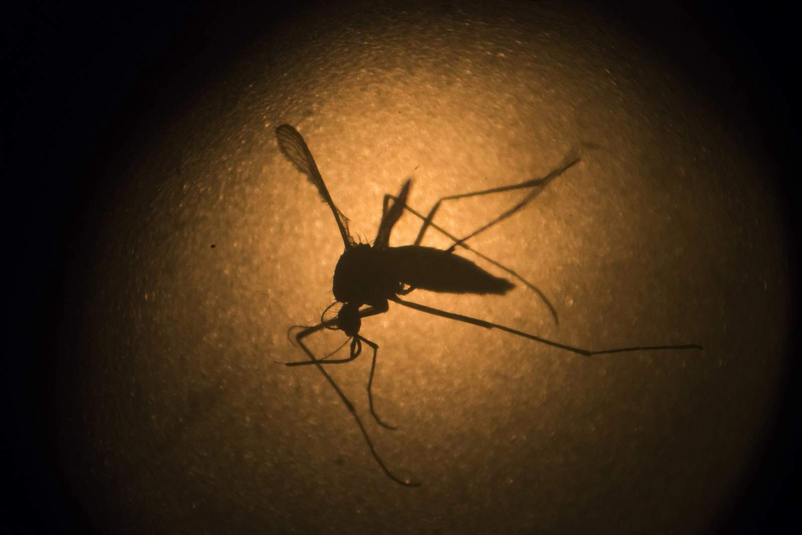 Brazos County confirms case of West Nile, travel-related case of Dengue fever