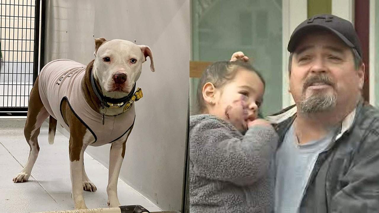Dog that mauled young girl in Old Town Spring to be euthanized, judge rules