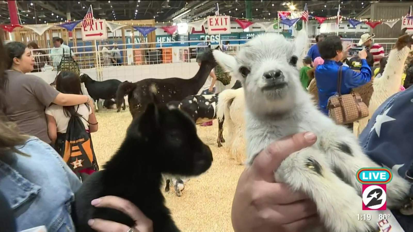 The Houston Livestock Show and Rodeo kicks off 2020 season with the cutest baby animals