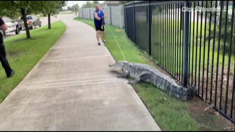 VIDEO: Alligator found roaming in Fulshear neighborhood