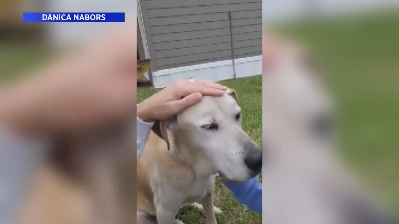 Montgomery family reunites dog with owner after nearly 2 weeks using social media