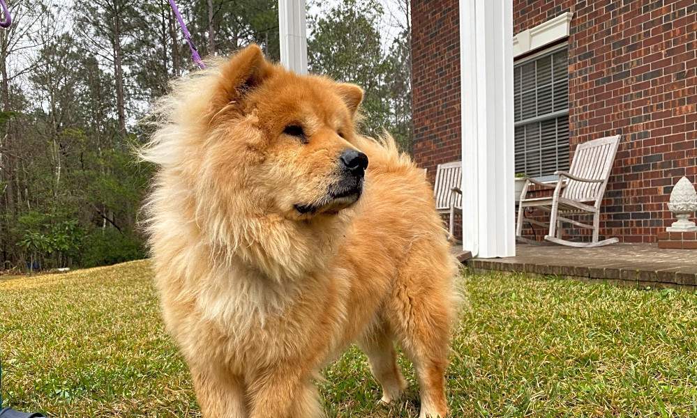 Looking To Adopt A Pet Here Are 4 Delightful Doggies To Adopt Now In Houston