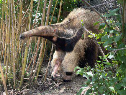 Houston Zoo mourns loss of Traci the giant anteater