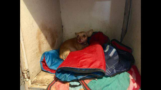 PHOTOS: 45 dogs seized from Matagorda County home