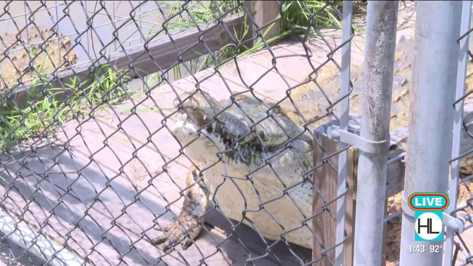 Crocodile Encounter in Angleton is the crocodile capital of Texas