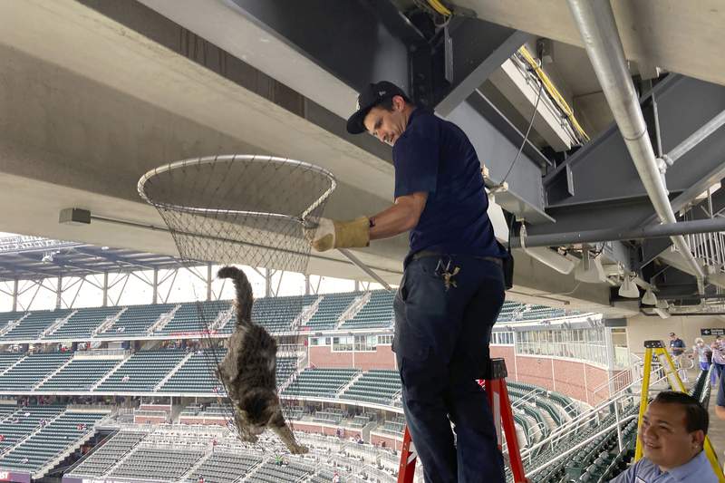 Cat scurries along beam in upper deck before Braves-Phillies