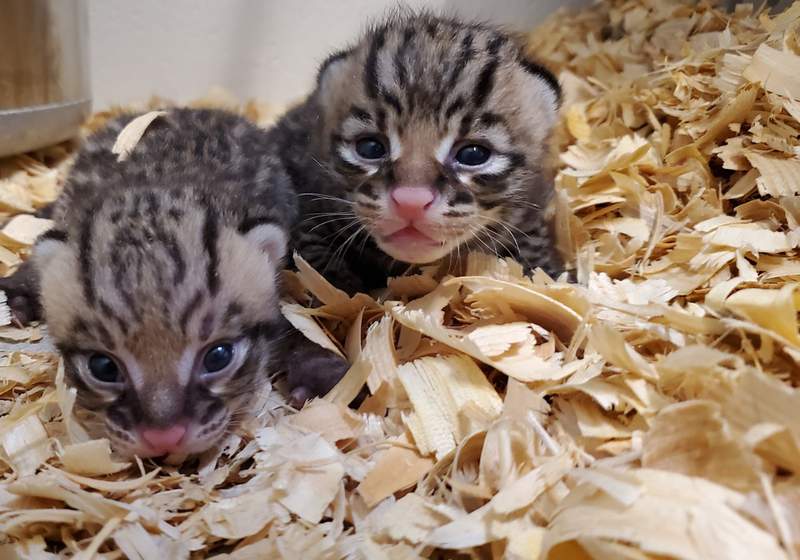 ADORABLE! Rare zoo babies: Meet ‘Sriracha’ and ‘Wasabi,’ two new additions to Houston Zoo’s ocelot family
