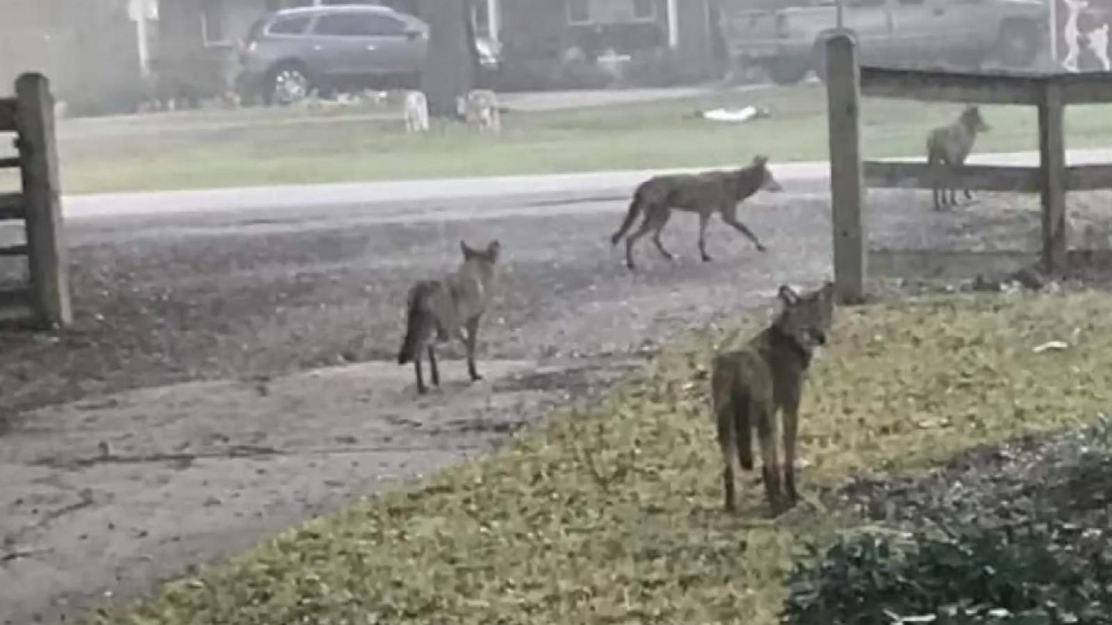 Rice University warns students about coyote sightings on campus