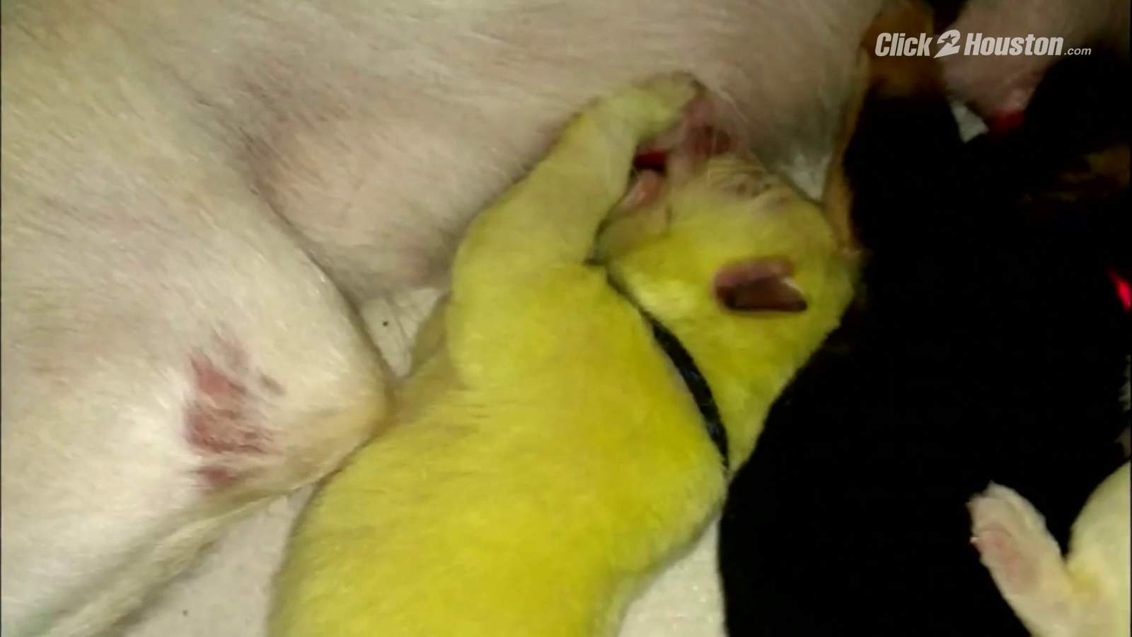 DOG GIVES BIRTH TO LIME GREEN PUPPY (WHAT? CUTE!)