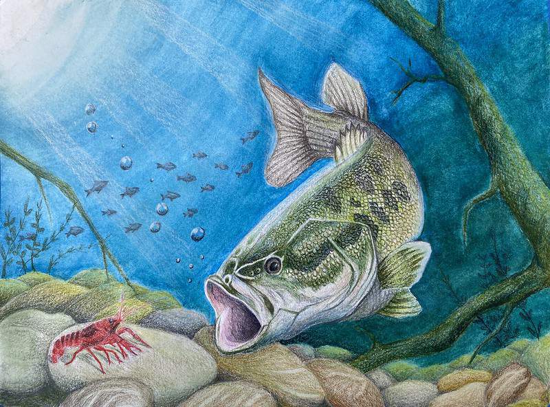 See their art: Young Houston-area students win in several age groups in statewide fish artwork contest