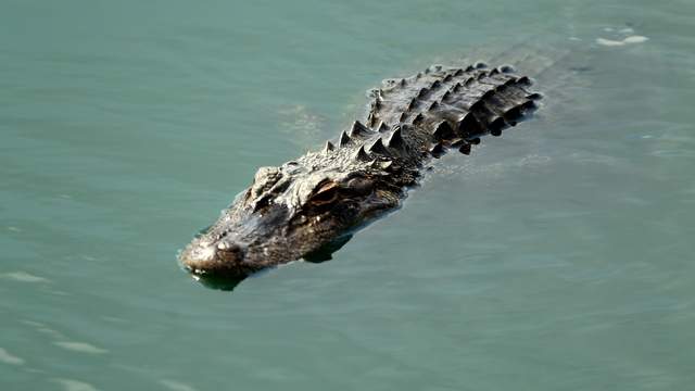 Alligator suspected in post-Ida attack captured