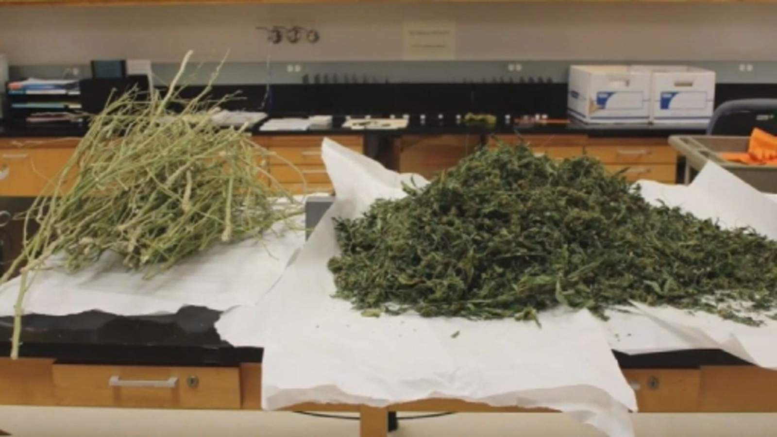 Hemp or Marijuana? Houston lab can finally tell the difference
