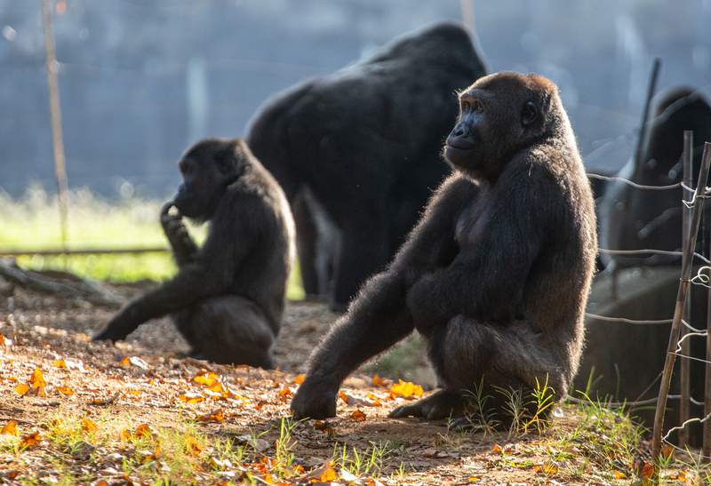 18 of 20 gorillas at Atlanta’s zoo have contracted COVID