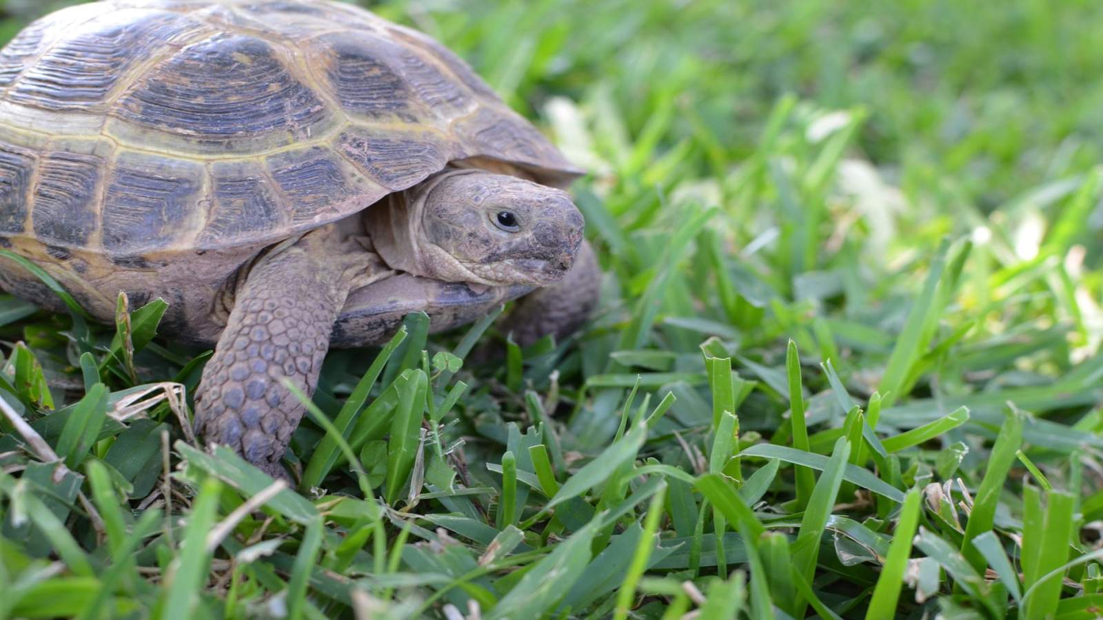 Wandering tortoise creates special connection between families