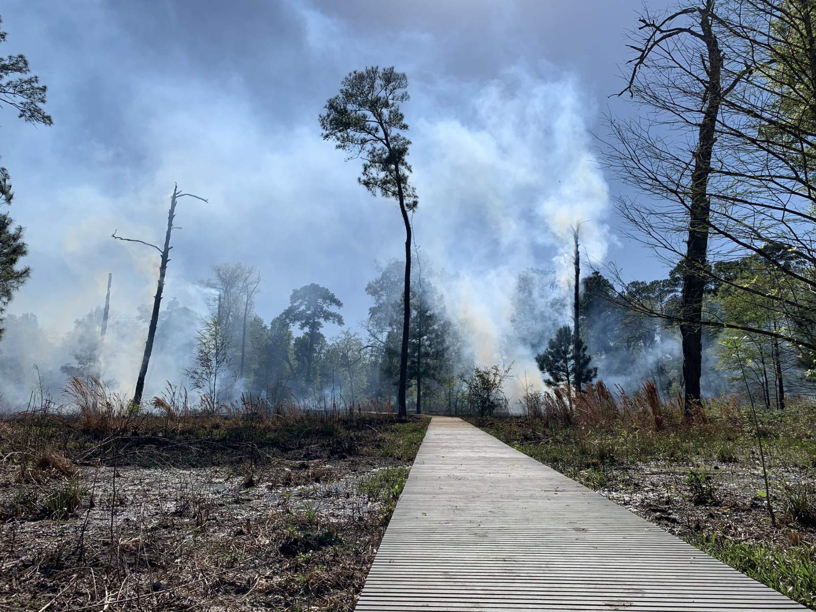 Houston Arboretum & Nature Center completes prescribed burn at Arboretum