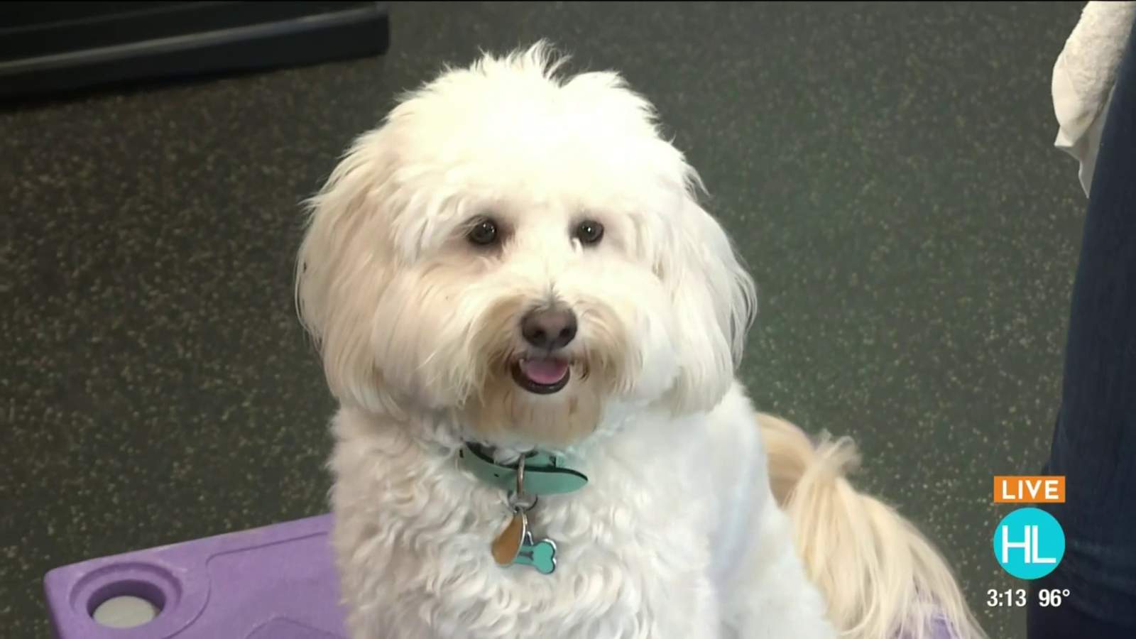 Watch Tex learn new tricks with Stephanie Bennett from Believe In Dog Training