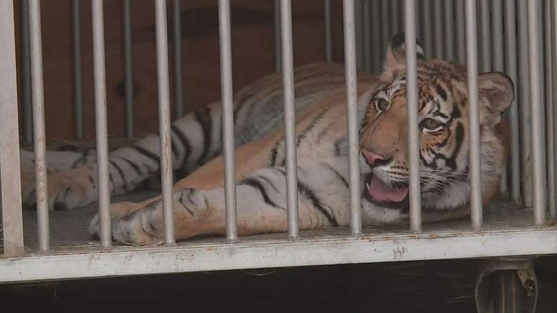 India the tiger transferred to animal sanctuary in North Texas, officials say