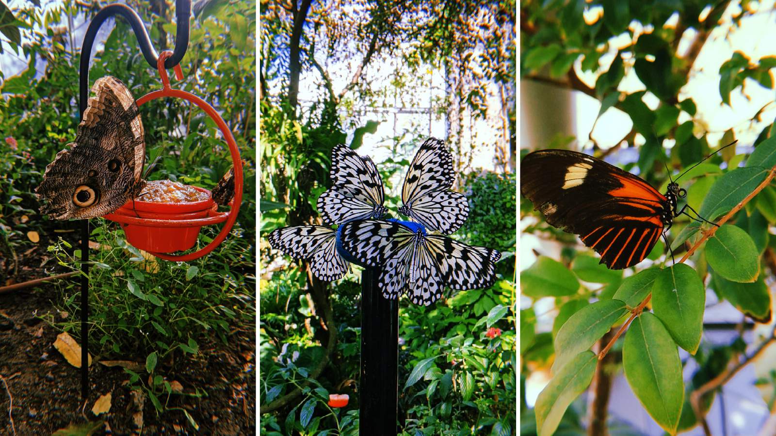 Flit over to this Houston spot to gander at hundreds of butterflies -- no net required