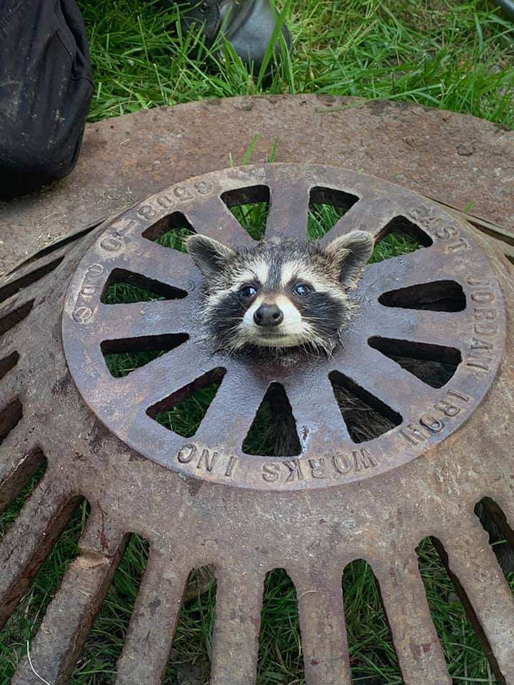 Baby raccoon gets its head stuck in sewer cover