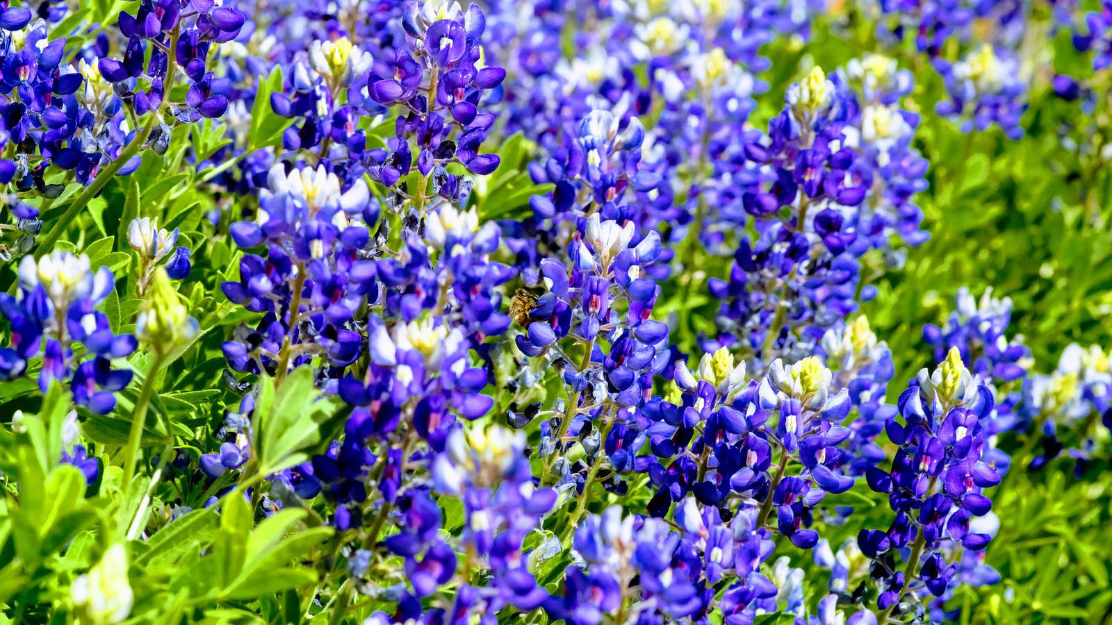 8 of the best places to see bluebonnets in the Houston area