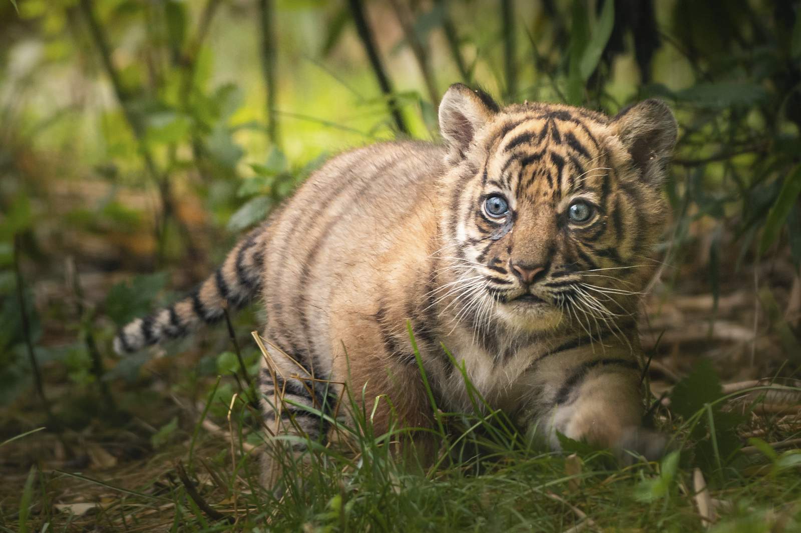 Sumatran tiger cub learns to hunt from mother at Poland zoo